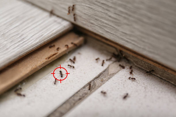 Best Termite Control Services  in Plainview, NE